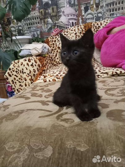 Котята