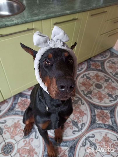 Доберман. вязка