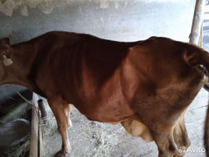 Корова молочная