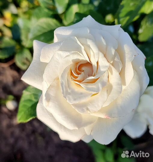 Роза чайно гибридная