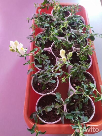 Вегетативный львиный зев