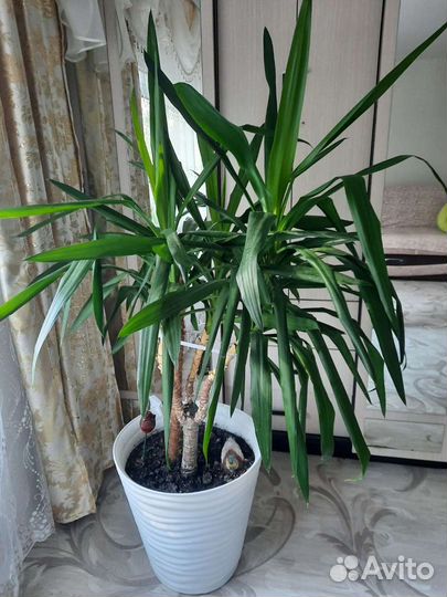 Пальма юкка