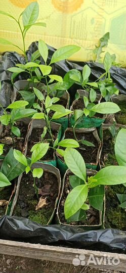 Саженцы мандарина