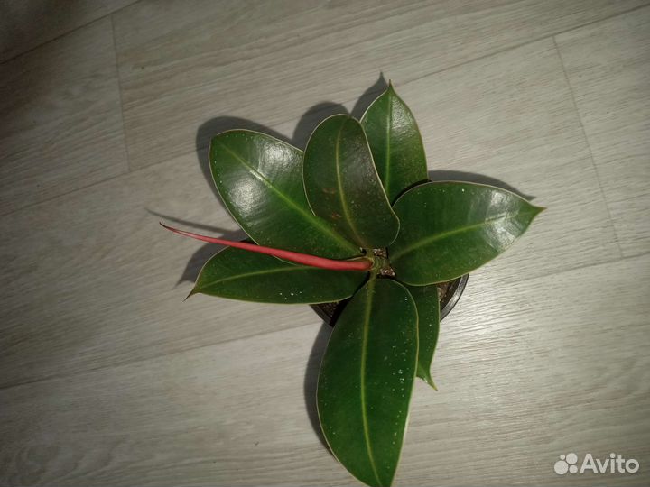 Цветы разные