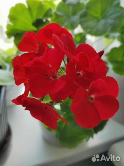 Пеларгония