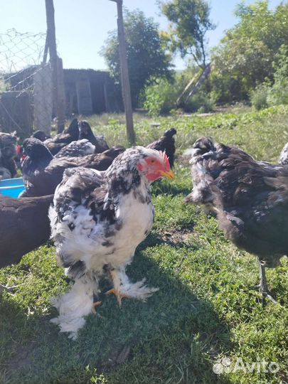 Молодые петушки