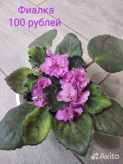 Комнатные цветы