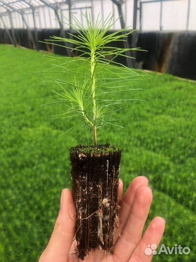 Сеянцы ели зкс опт