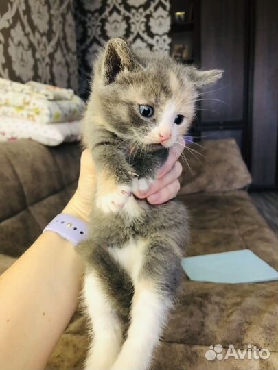 Котята в дар