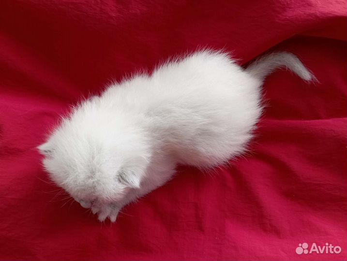 Котенок девочка кремовый