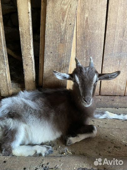 Продам козлят