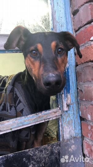 Доберман бесплатно