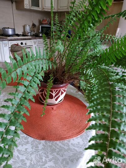 Продам свои красивые цветы