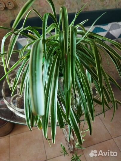 Хлорофитум