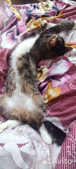 Кошка в дар