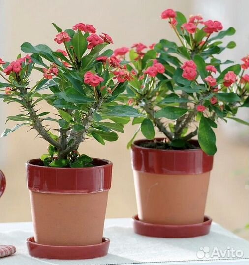 Молочай миля розовый