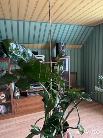 Замиокулькас