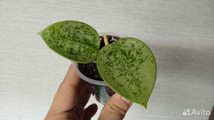 Хойя акута сплеш