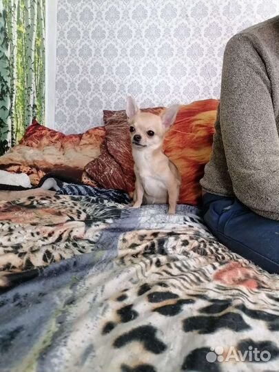 Мини чихуахуа