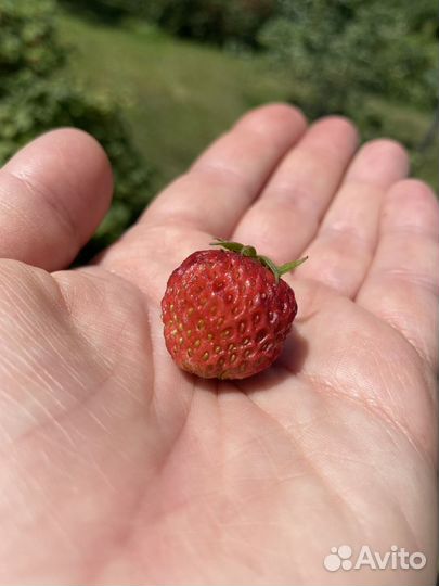 Вкусная Саженцы садовая клубника как лесная