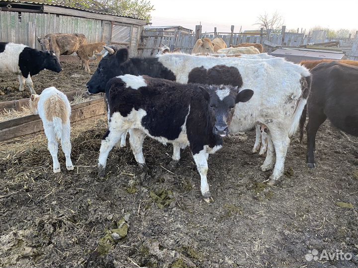 Телочки 1 год