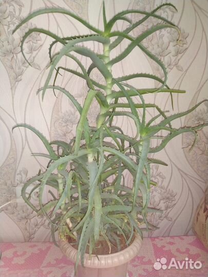 Алоэ столетник