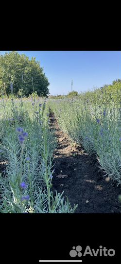 Растения для сада