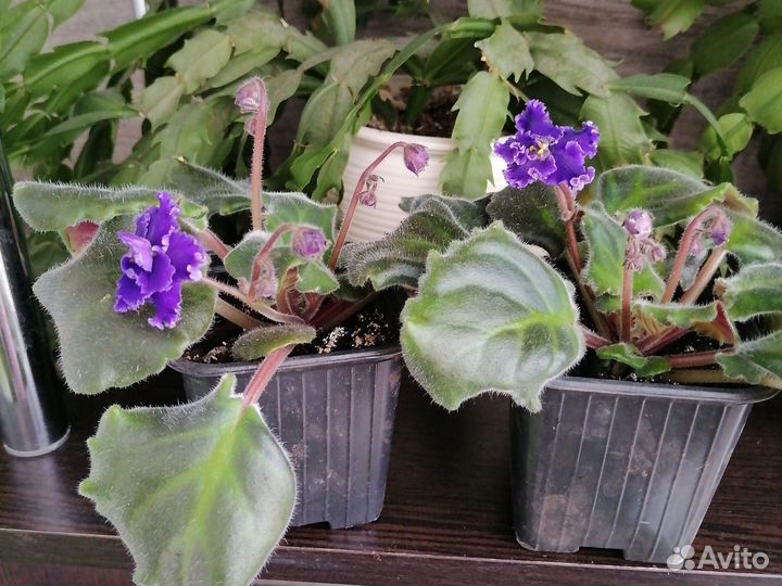 Фиалка в горшках