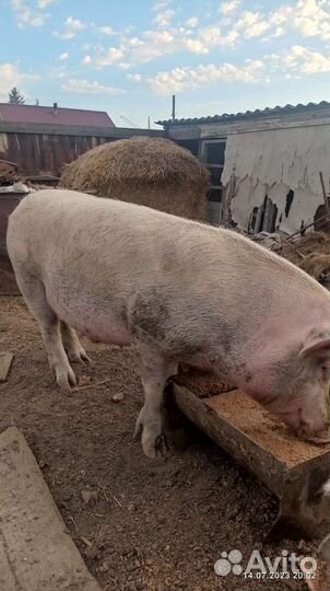 Продам хряка