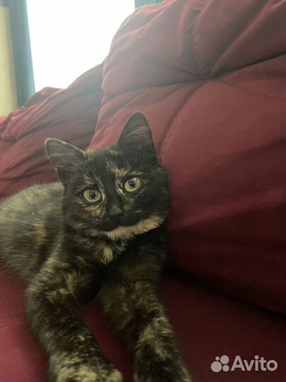 Котенок ищет дом