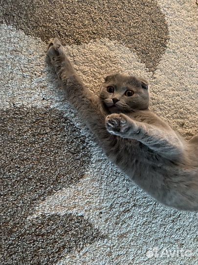 Шотландский вислоухий кот