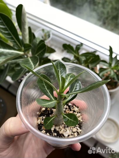 Адениум обесум