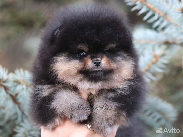 Померанский шпиц девочка