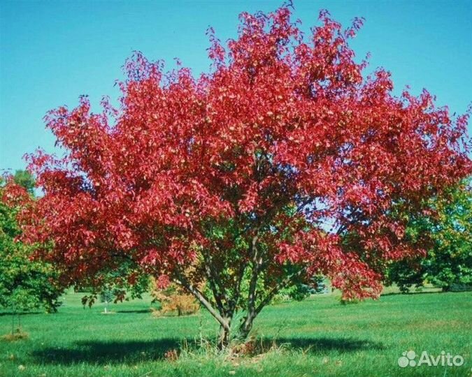 Клен гиннала (Acer ginnala) Высота от 150см