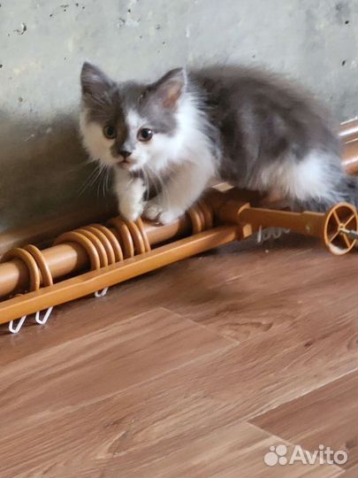 Котик в дар