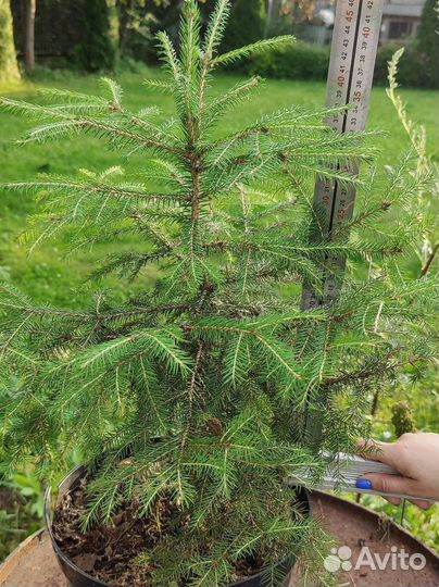 Ель крупномер, черника, голубика