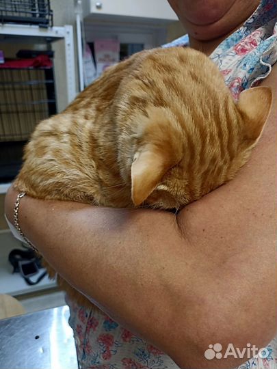 Девочка Леся 5мес. в дар