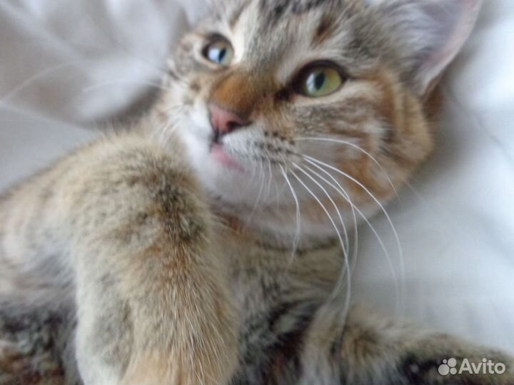 Котенок - девочка.Чудесная пухляшка