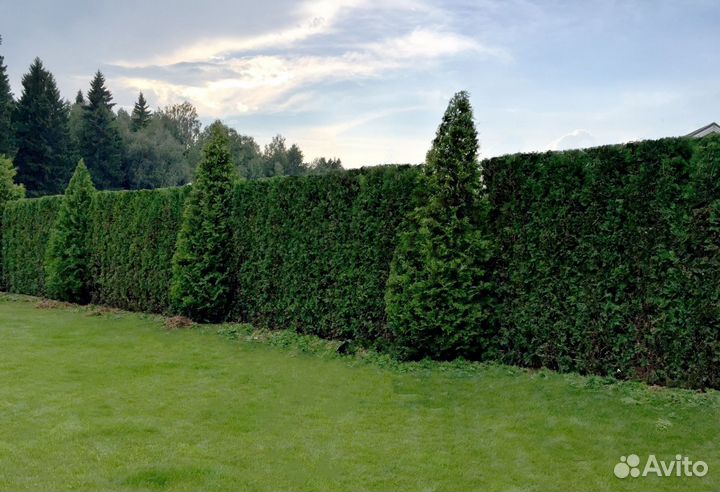 Живая изгородь из туи