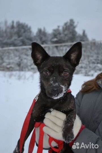 Черри ищет дом