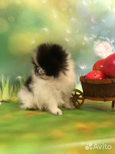 Малый немецкий шпиц