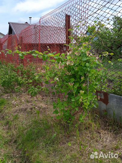 Барбарис, гортензия, жимолость