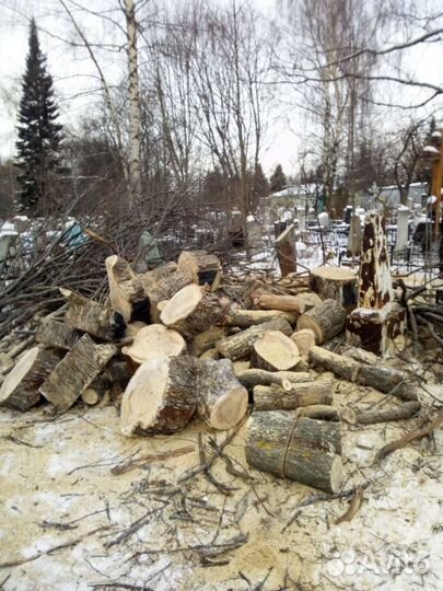 Спил деревьев