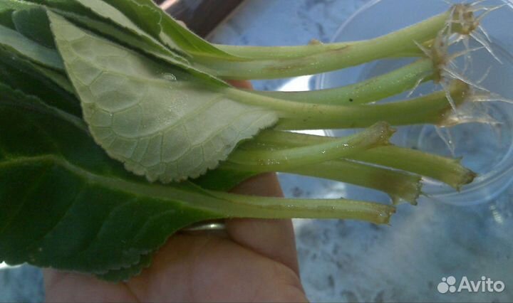 Глоксиния, лист с корешками