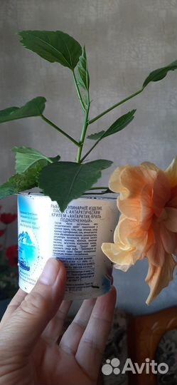 Сортовой гибискусы комнатный