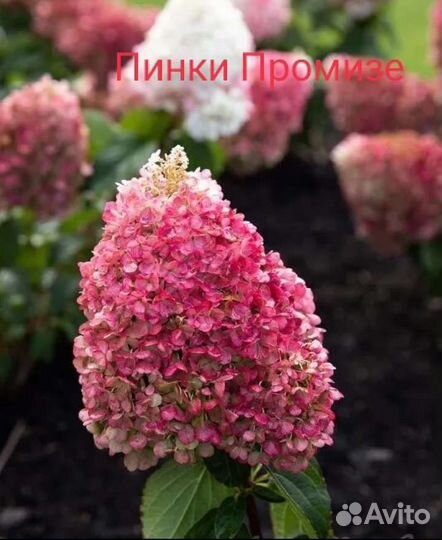 Гортензия метельчатая