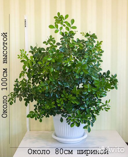 Огромная взрослая мурайя