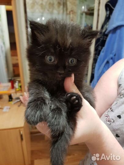 Котики бесплатно в добрые руки