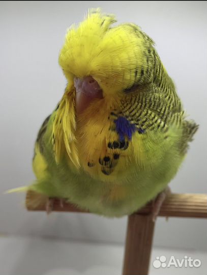 Выставочные волнистые попугаи (чехи)