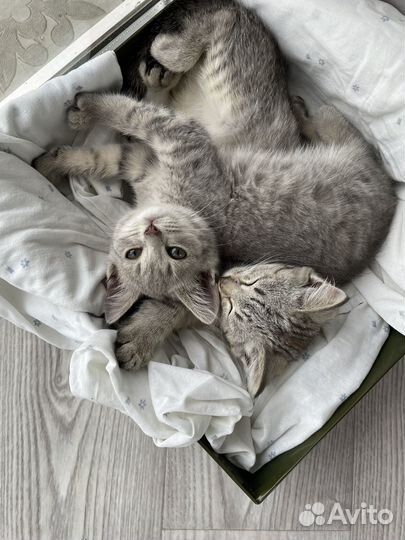 Кошечки в добрые руки бесплатно
